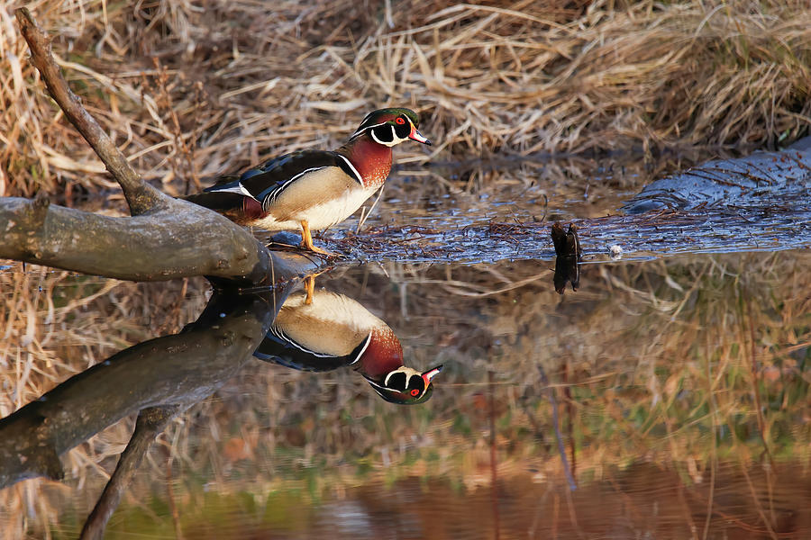 Wood Duck Reflection #4 Photograph by Brook Burling