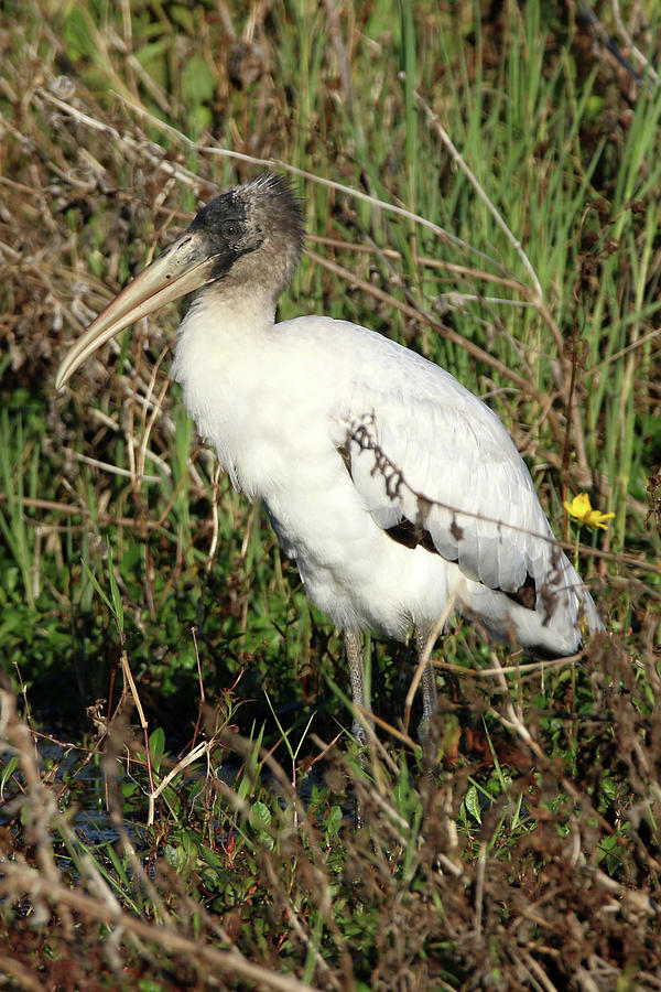 Wood Stork Florida Photograph By Bob Savage - Fine Art America