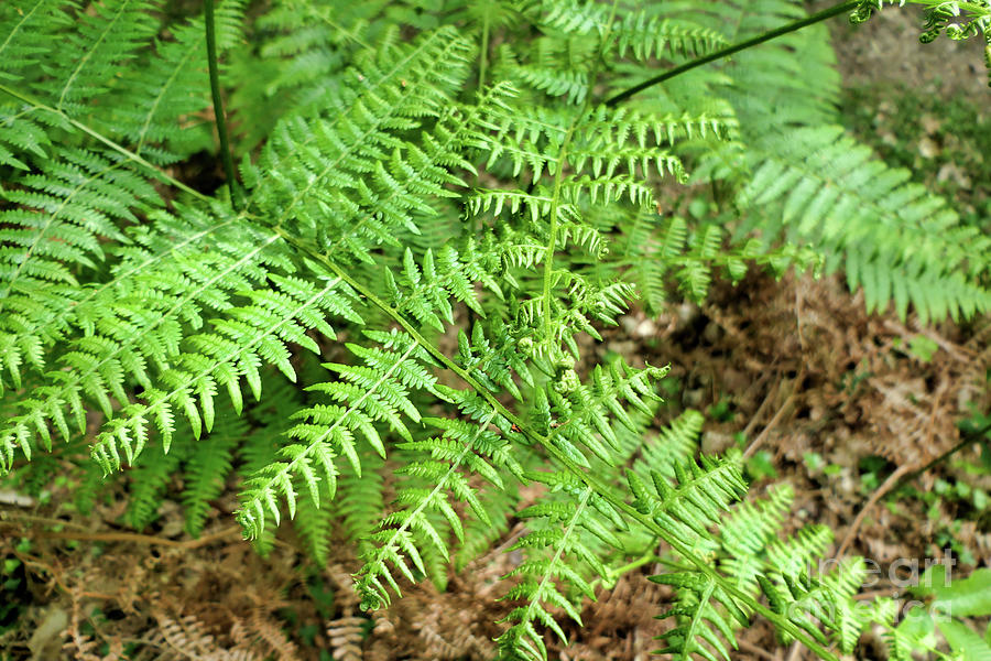 Woodland Ferns Photograph by Stephen Farhall | Fine Art America