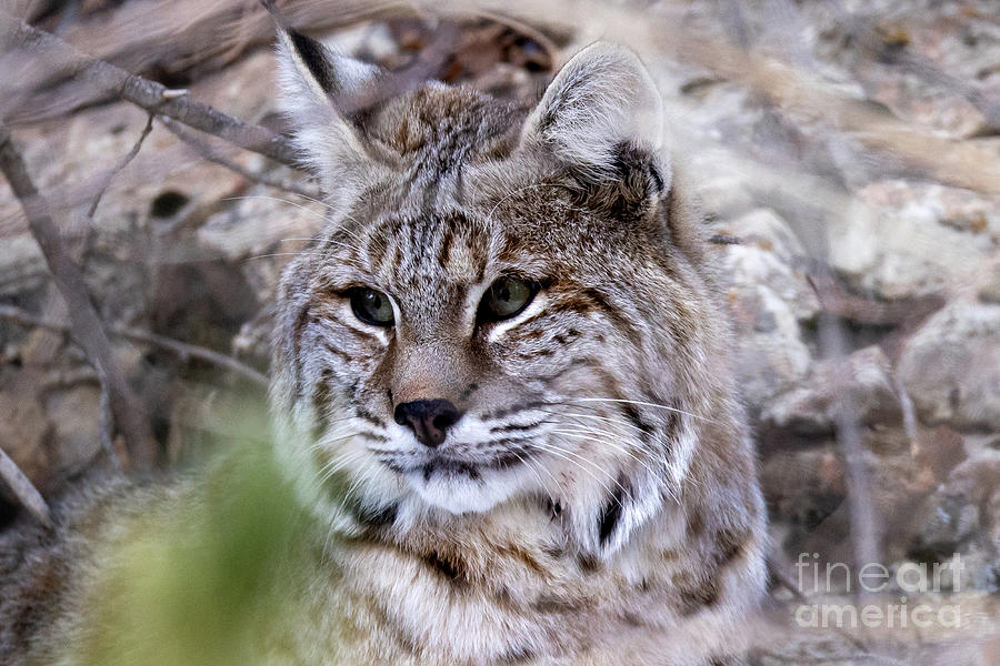 Wyoming Bobcat Photograph By Greg Bergquist Fine Art America 3093