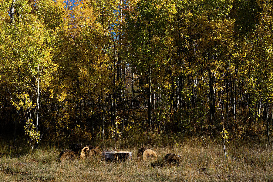 Wyoming Fall  #4 Photograph by Julieta Belmont