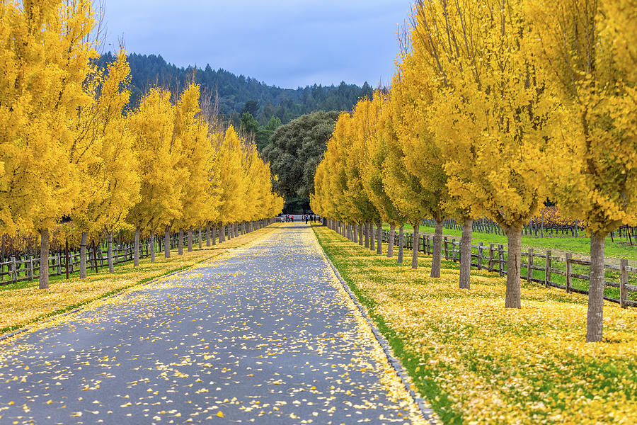 Yellow Ginkgo trees  on road lane in Napa Valley, California #4 Photograph by Spondylolithesis