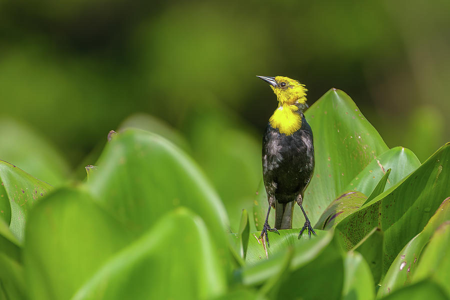 Yellow Hooded Blackbird Guarinocito Caldas Colombia 1 Photograph by Adam Rainoff