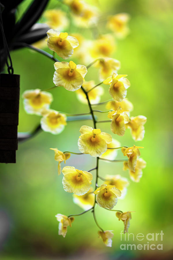 Yellow Orchid Flowers Photograph by Raul Rodriguez