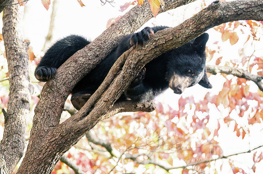 Young Bear in Dogwood Tree #4 Photograph by David Oppenheimer