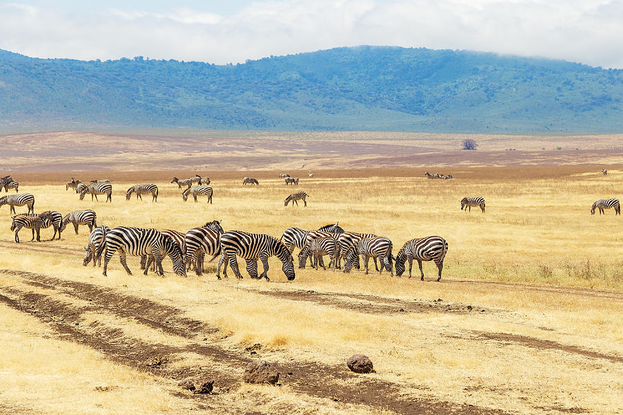 Zebras on the meadow at Ngorongoro Conservation #4 Photograph by TorriPhoto