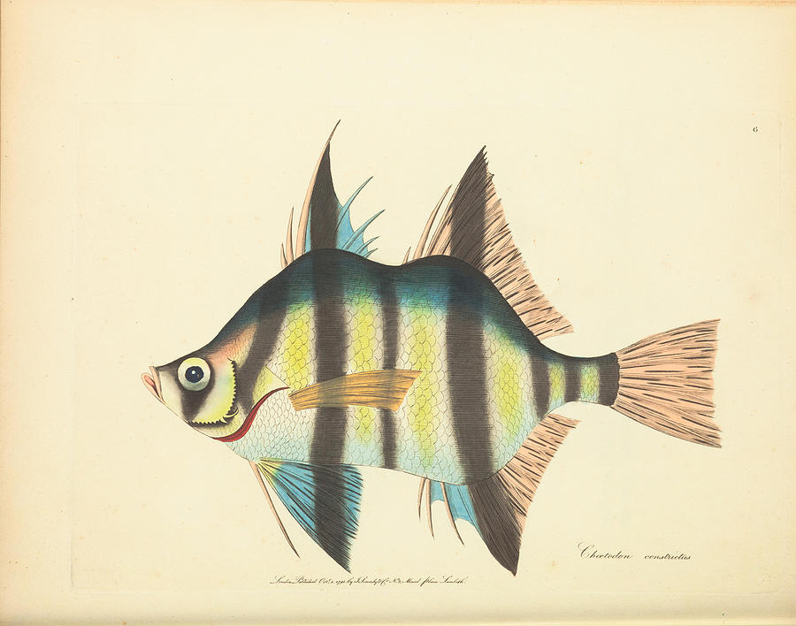 Zoology of New Holland  Vol #4 Drawing by Shaw  George  Sowerby  James