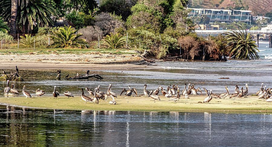 40 For Lunch - California Brown Pelicans Photograph by Gene Parks