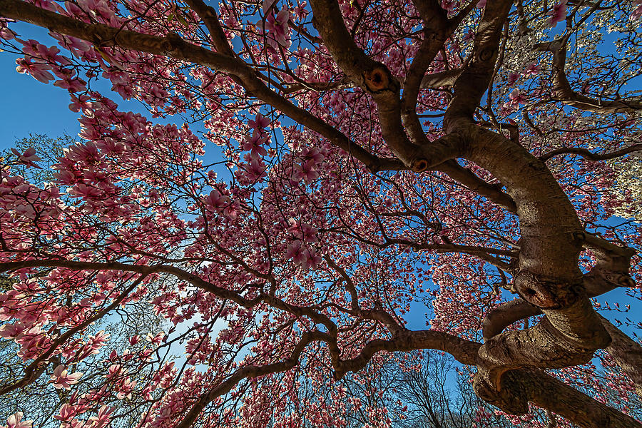 Magnolia Trees #40 Photograph by Robert Ullmann