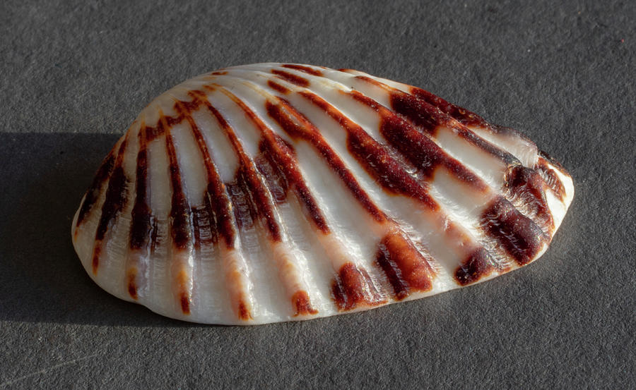 Sea Shells #40 Photograph by Tommy Farnsworth