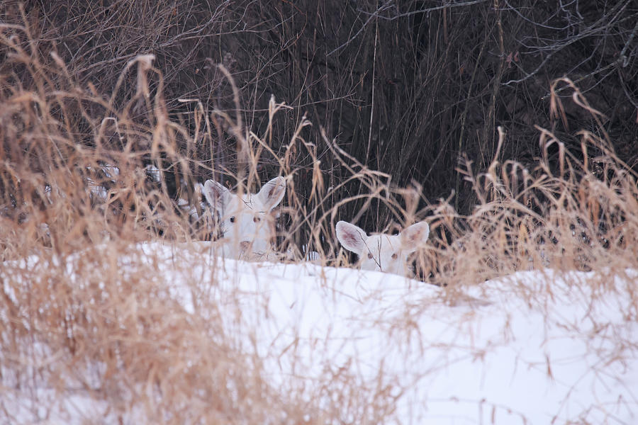 White Deer #40 Photograph by Brook Burling
