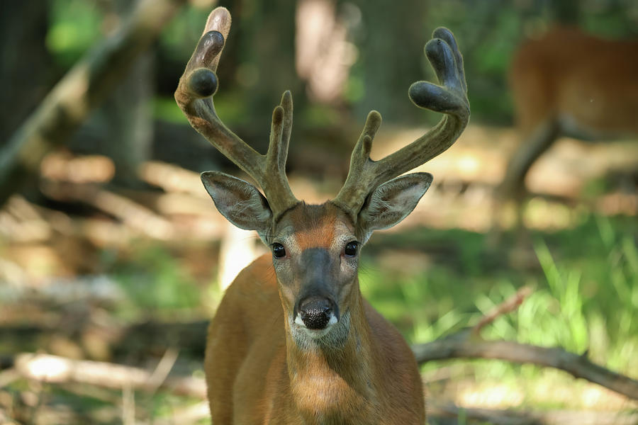Whitetail Buck #40 Photograph by Brook Burling