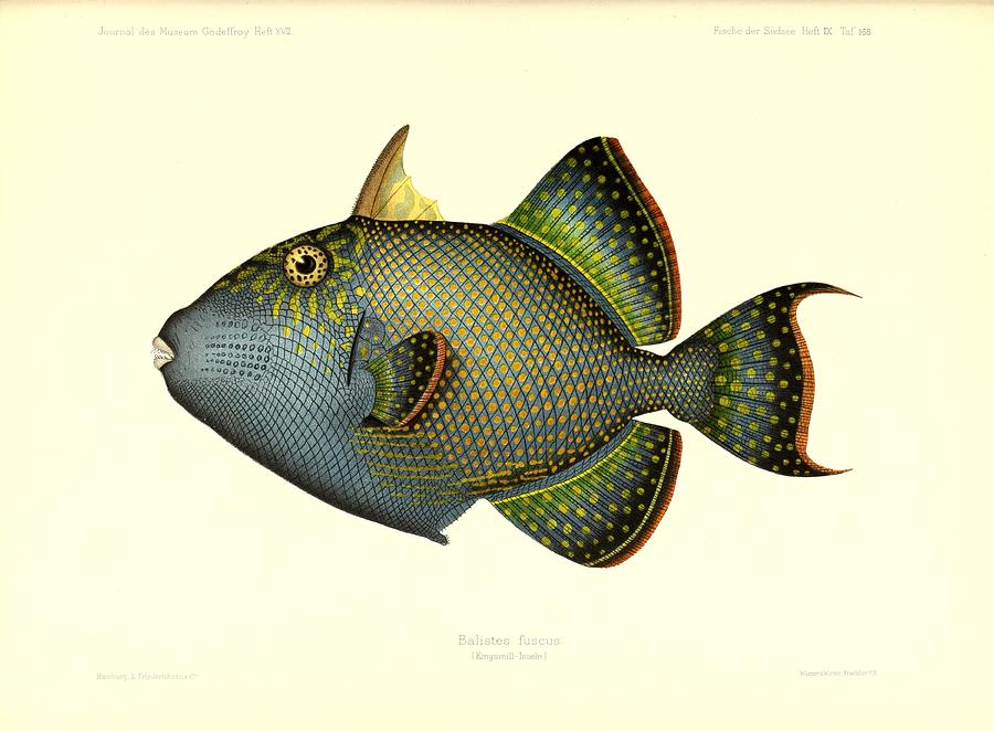 Antique fish artwork Mixed Media by Beautiful Nature Prints - Fine Art ...