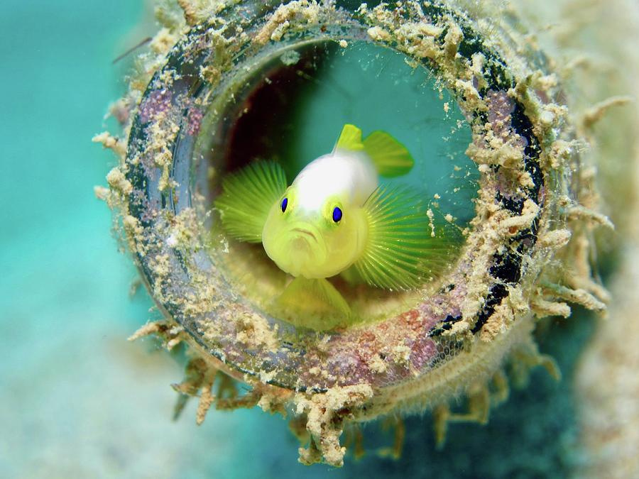 Beautiful Fish Photography #41 Photograph by Wildlife Photographer ...