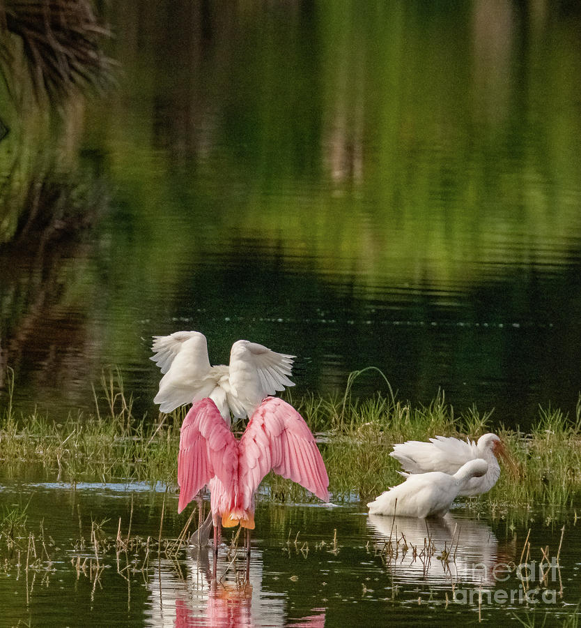 Roseate Spoonbill Photograph By Michael Oliver Fine Art America   41 Roseate Spoonbill Michael Oliver 