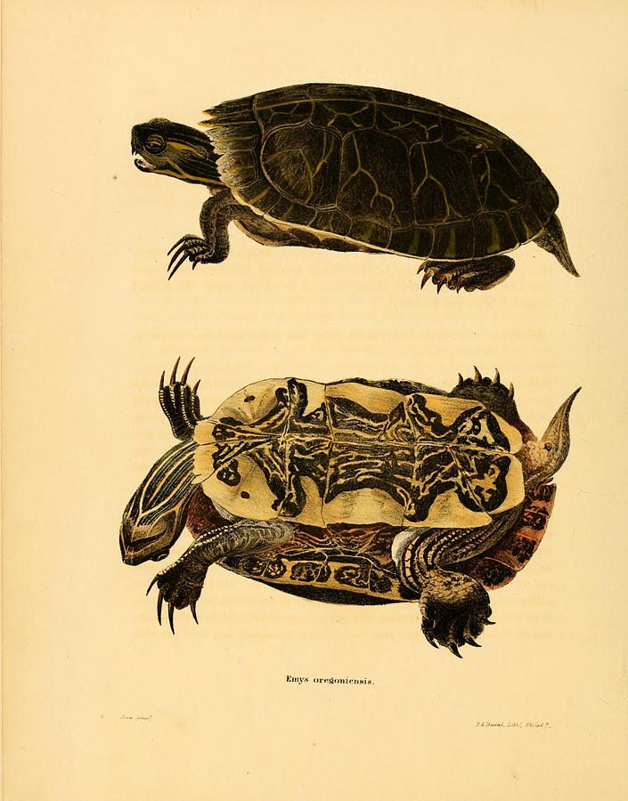 Vintage Turtle and Tortoise illustrations Mixed Media by Beautiful ...