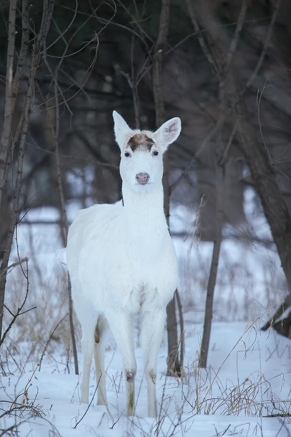 White Deer #41 Photograph by Brook Burling