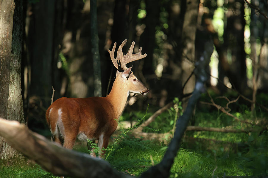 Whitetail Buck #41 Photograph by Brook Burling