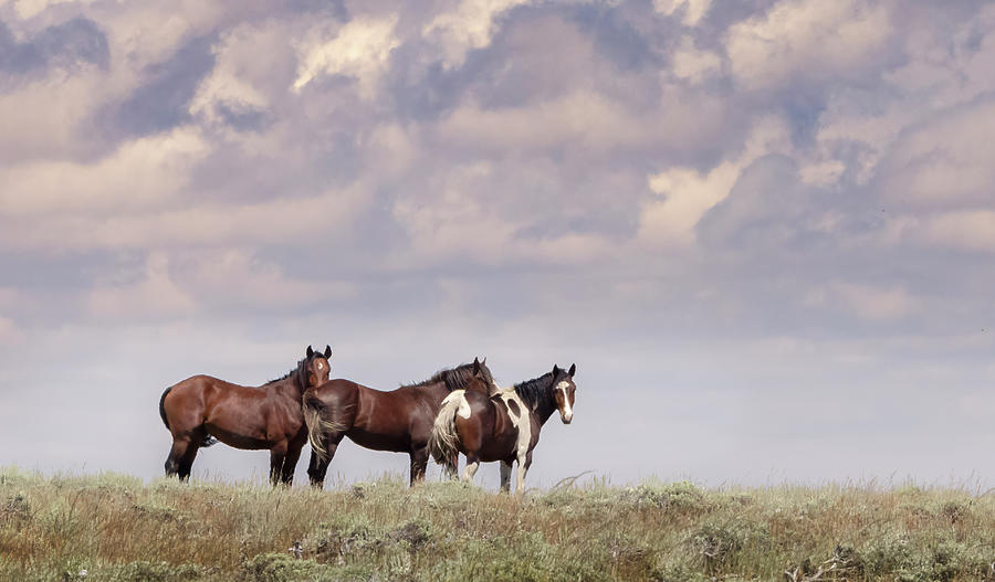 Wild Horses #41 Photograph by Laura Terriere