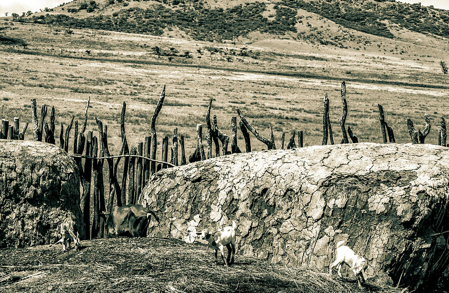 Maasai Village Ngorongoro Tanzania 4170 Photograph by Amyn Nasser
