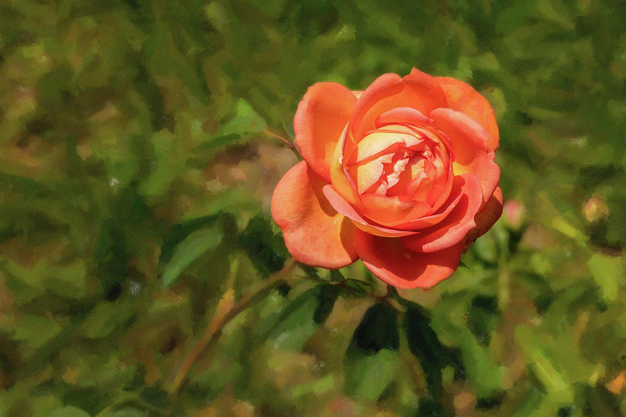 42 2024 2 Digital Painting Of Jubilee Celebration Rose Photograph By M   42 2024 2 Digital Painting Of Jubilee Celebration Rose M K Miller 