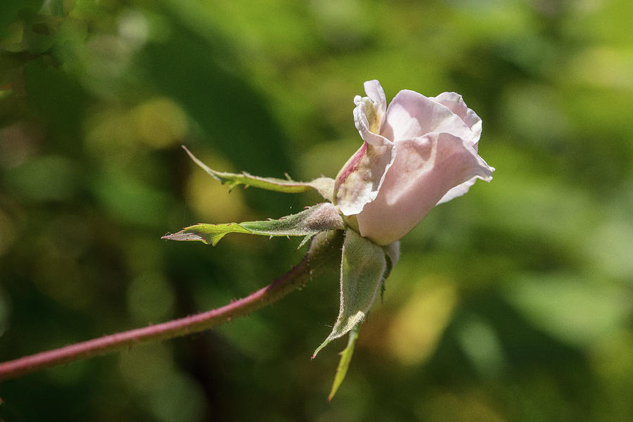 Cecile Brunner Rose