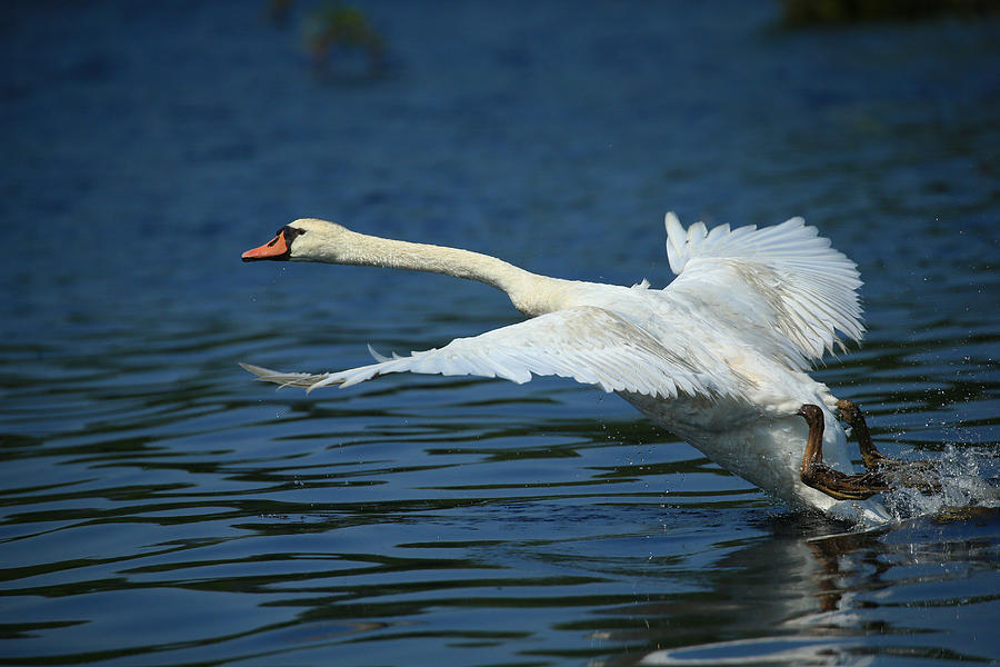 Birds Photograph by Bill McCay - Fine Art America