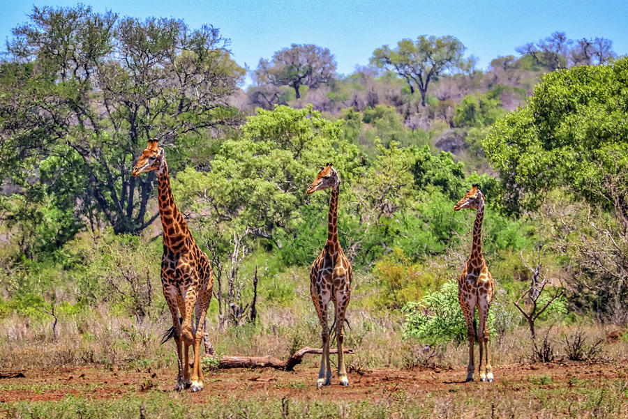 Kruger National Park South Africa #42 Photograph by Paul James Bannerman