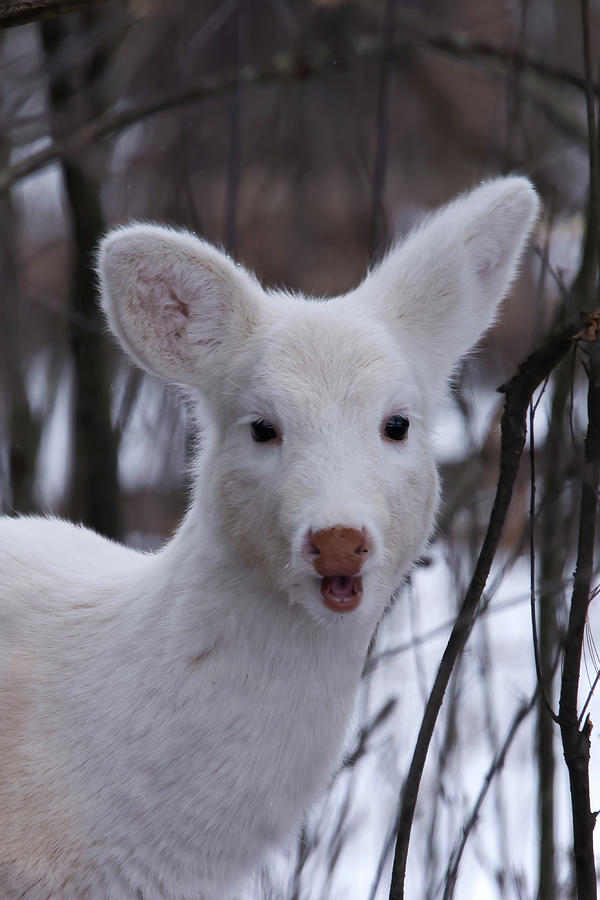 White Deer #42 Photograph by Brook Burling
