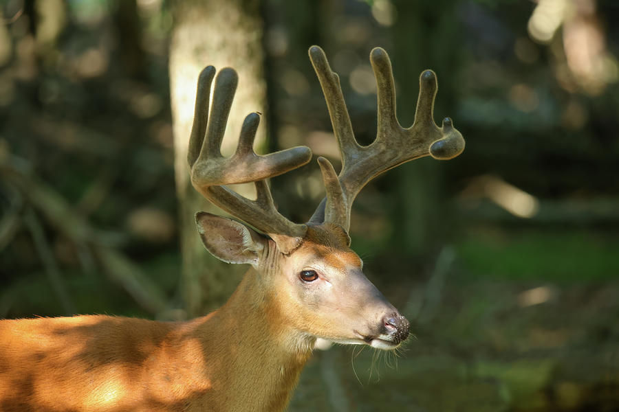 Whitetail Buck #42 Photograph by Brook Burling