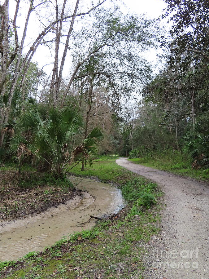 4241 - Ravine Gardens State Park Palatka Florida Photograph By Deborah ...