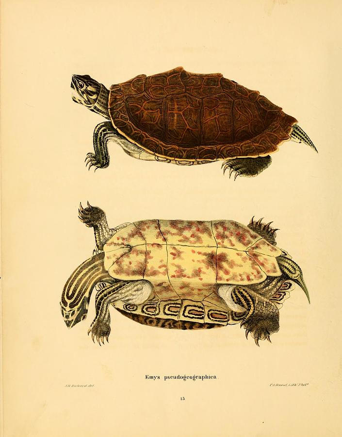 Vintage Turtle and Tortoise illustrations Mixed Media by Beautiful ...