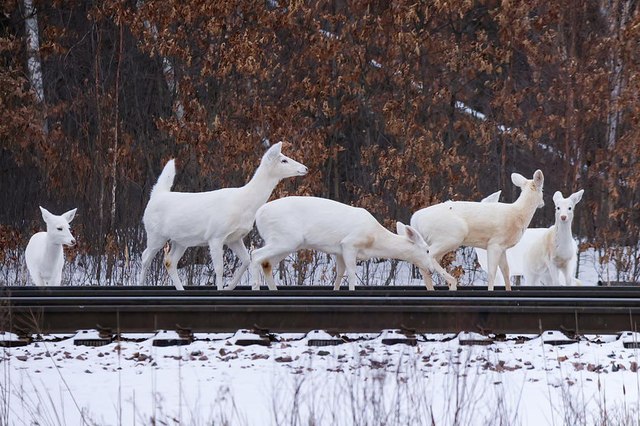 White Deer #43 Photograph by Brook Burling