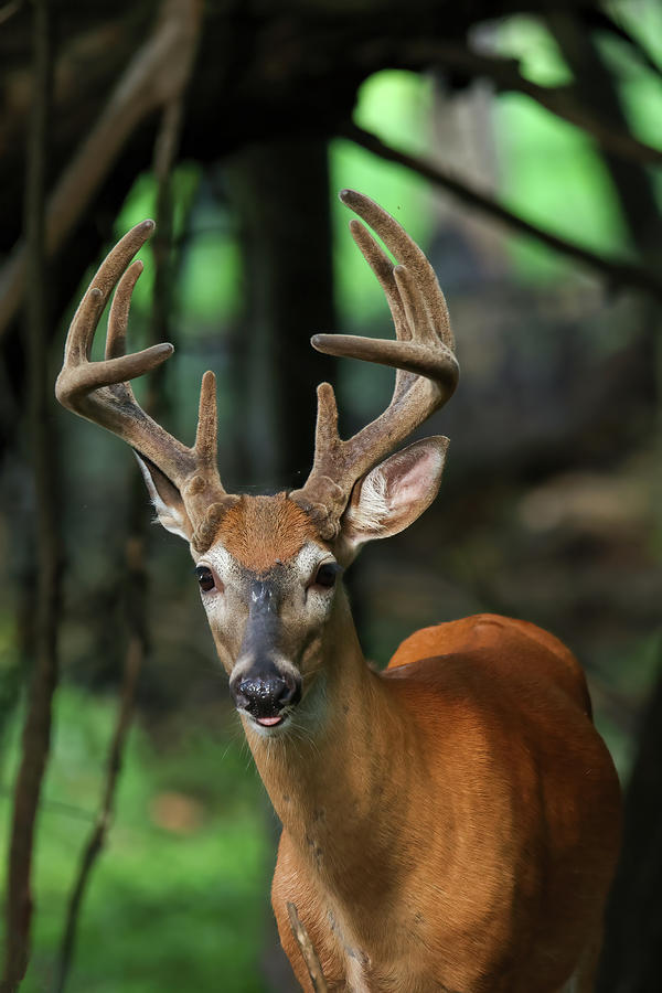 Whitetail Buck #43 Photograph by Brook Burling