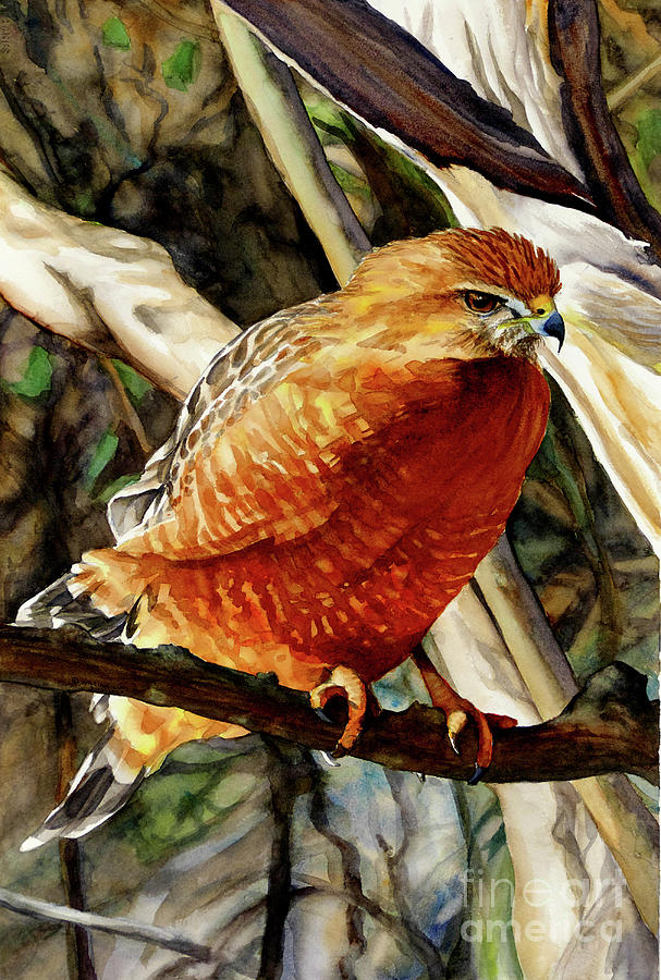 #431 Red-shouldered Hawk #431 Painting by William Lum