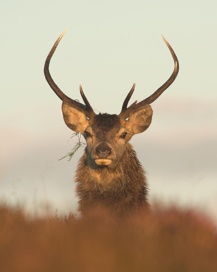 Red Deer Stag #44 Photograph by Gavin MacRae