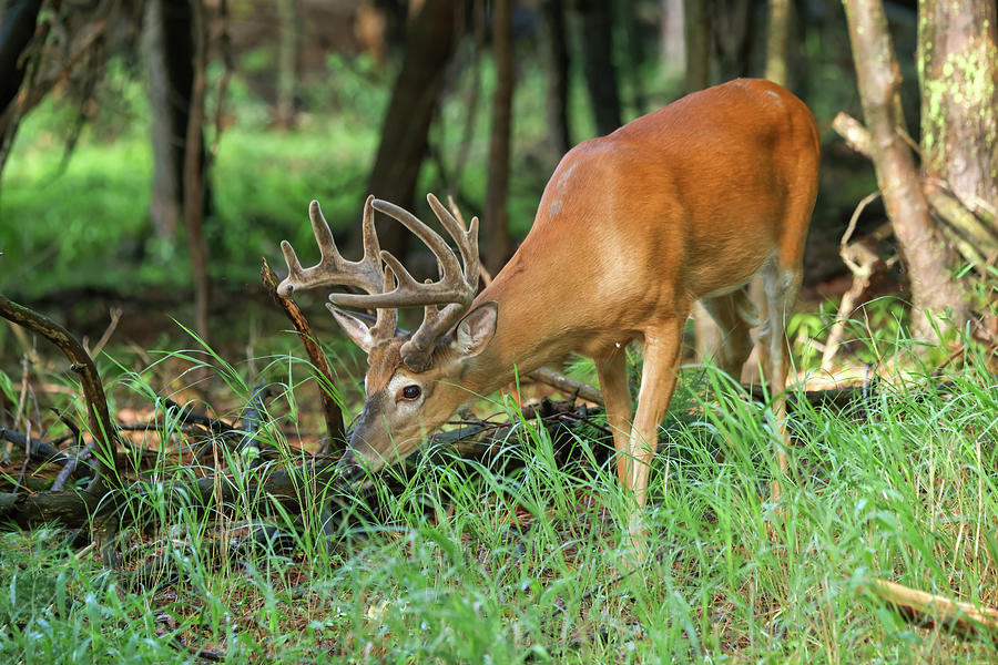 Whitetail Buck #44 Photograph by Brook Burling