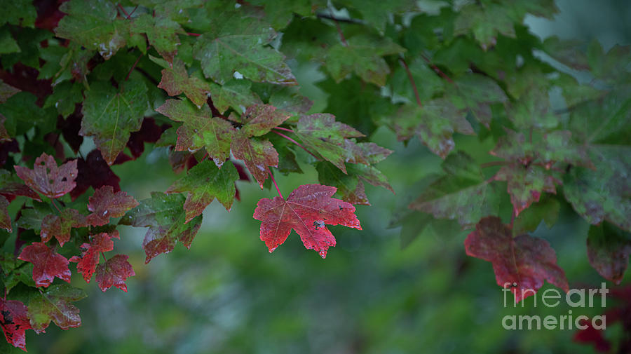 Golden Red Maple Leaves Photograph