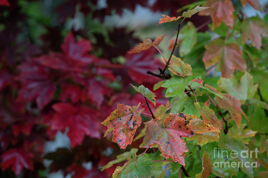 Maple Tree Storied And Colorful Life Photograph