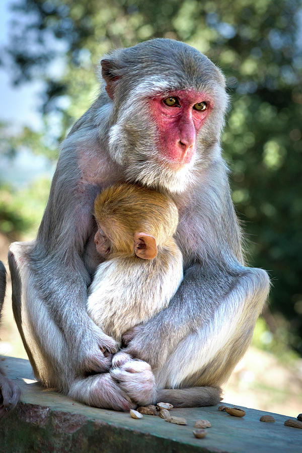 4454812 Myanmar, Monkeys Photograph by Giovanni Mereghetti UIG - Fine ...