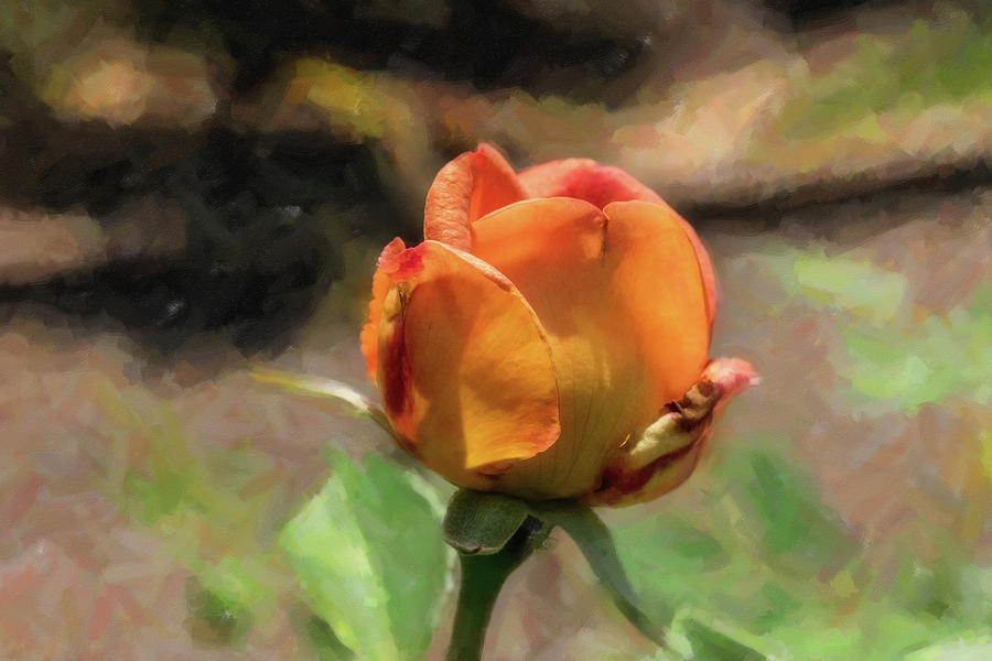 45 2024 2 Digital Painting Of Jubilee Celebration Rose Photograph By M   45 2024 2 Digital Painting Of Jubilee Celebration Rose M K Miller 