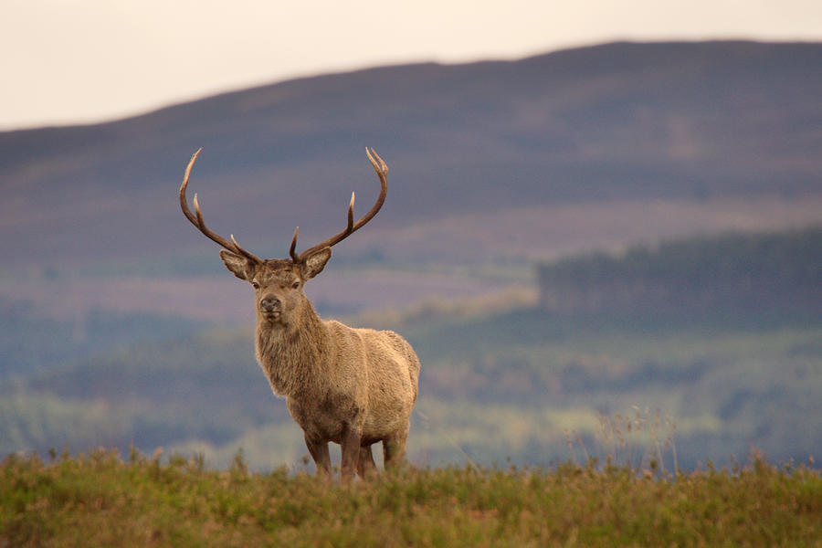 Red Deer Stag #45 Photograph by Gavin MacRae