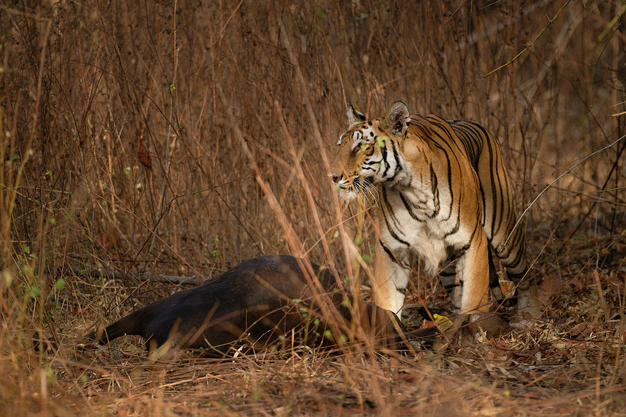 Tiger of Tadoba #45 Photograph by Kiran Joshi
