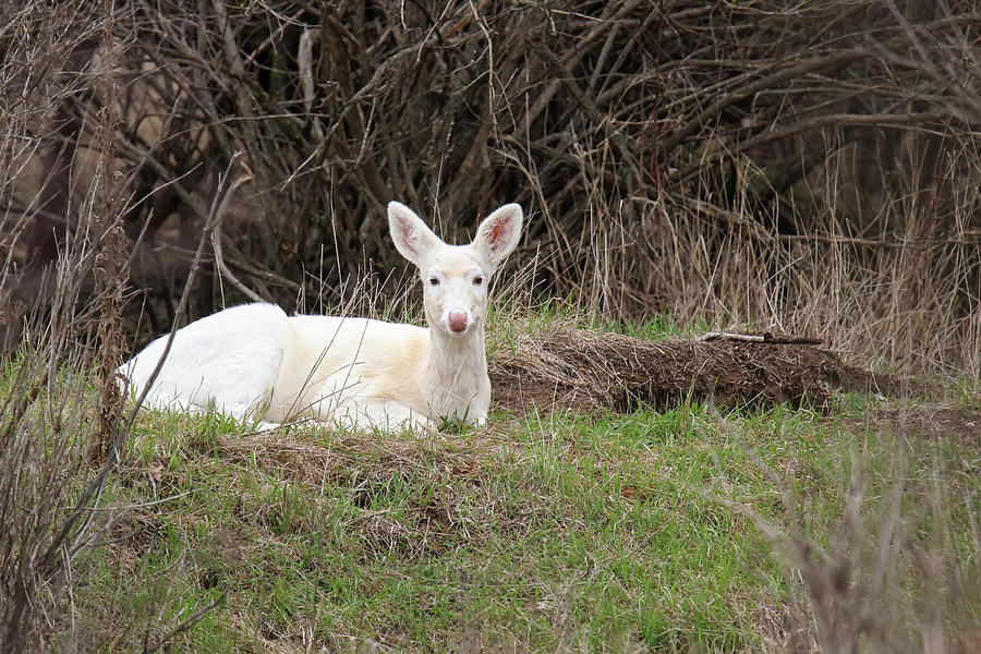 White Deer #45 Photograph by Brook Burling