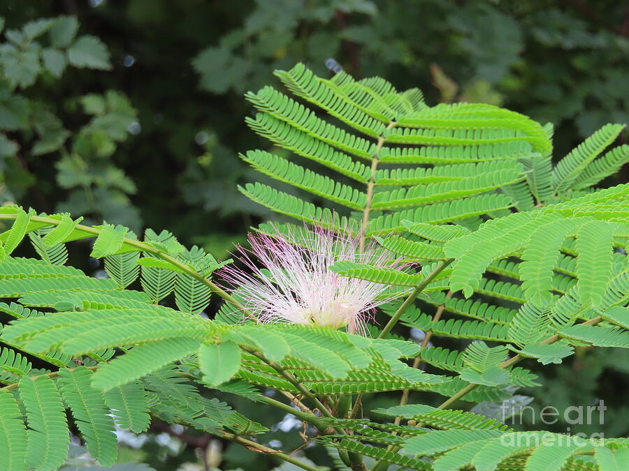 4557 Mimosa Tree in Florida Photograph by Deborah Carpenter Pixels