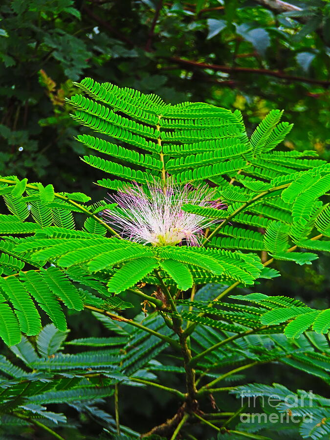 4561 Mimosa Tree in Florida Photograph by Deborah Carpenter Pixels