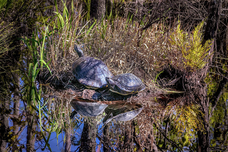 Snapping Turtles Sunbathing Photograph by Norma Brandsberg