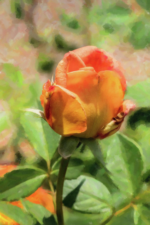 46 2024 2 Digital Painting Of Jubilee Celebration Rose Photograph By M   46 2024 2 Digital Painting Of Jubilee Celebration Rose M K Miller 