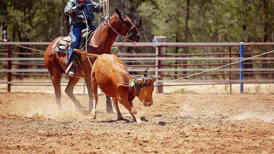 Calf Roping Photograph by Michele Jackson - Fine Art America