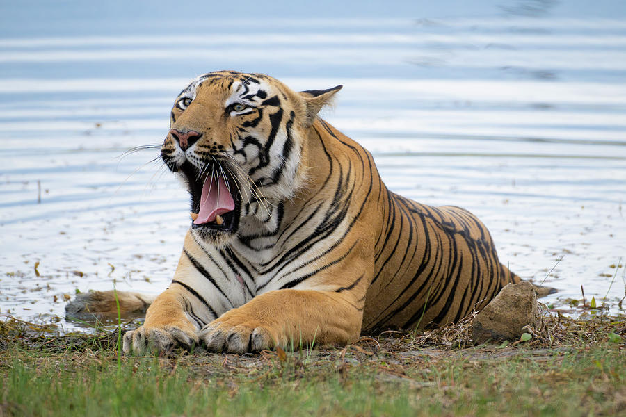 Tiger of Tadoba #46 Photograph by Kiran Joshi